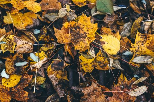 autumn leaves nature