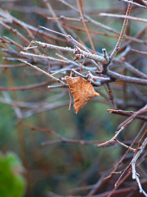 autumn winter leaf