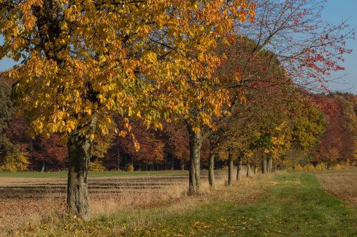 autumn trees leaves