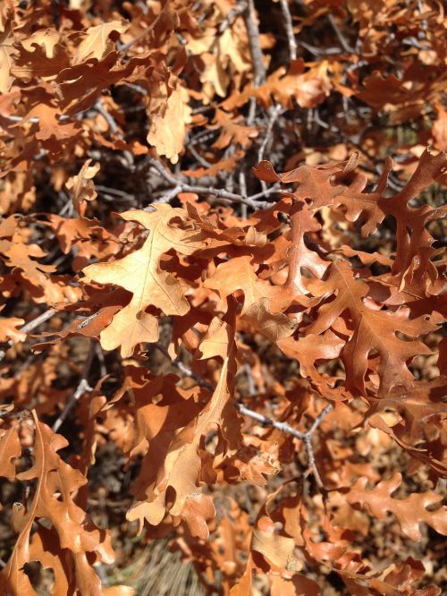 autumn leaves dry