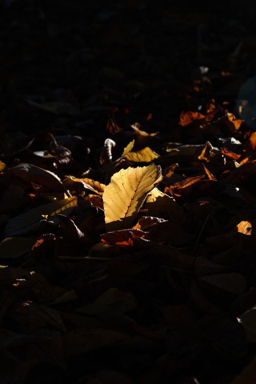 autumn leaf leaves