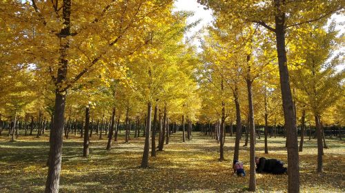 autumn yellow sunshine