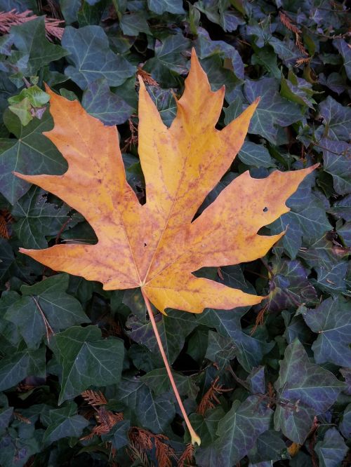 autumn foliage maple leaf