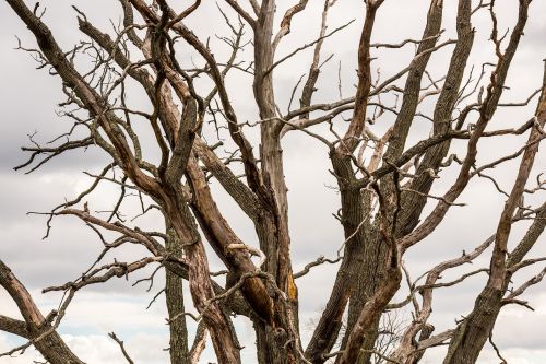 autumn barren branch