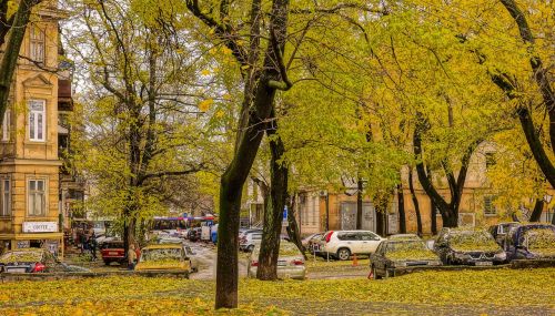 autumn yellow leaves autumn colors