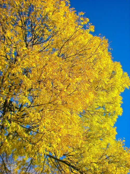 autumn tree stockholm