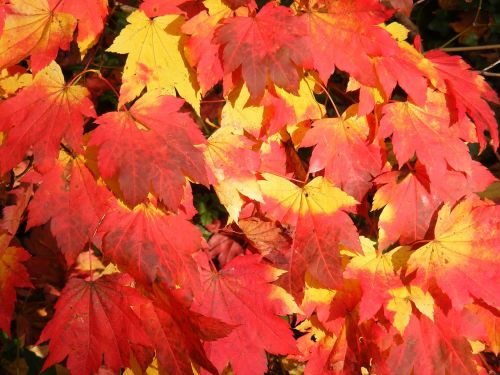 autumn colour leaves