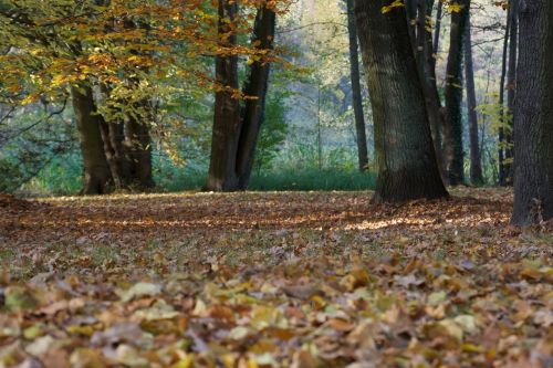 autumn forest nature