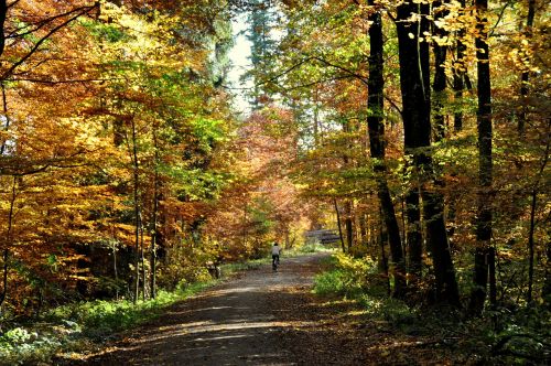 autumn deciduous forest forest