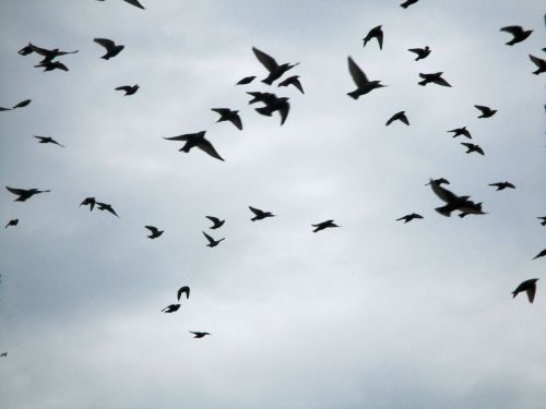 autumn migratory birds stare
