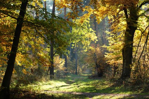 autumn forest trees