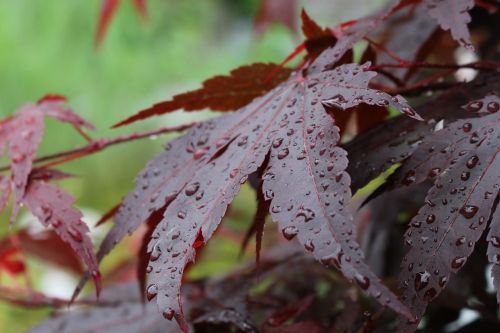 autumn close red