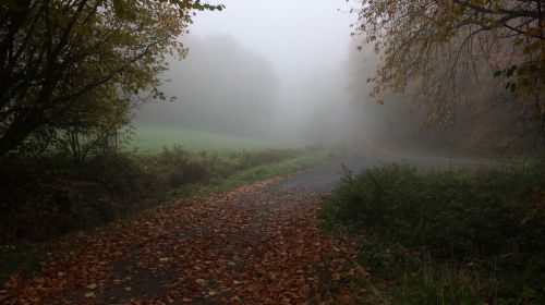 autumn leaves fog