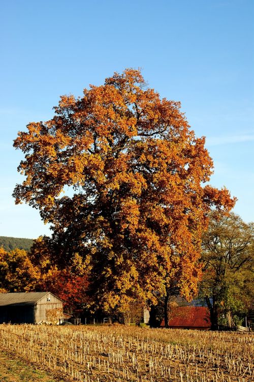 autumn tree colorful