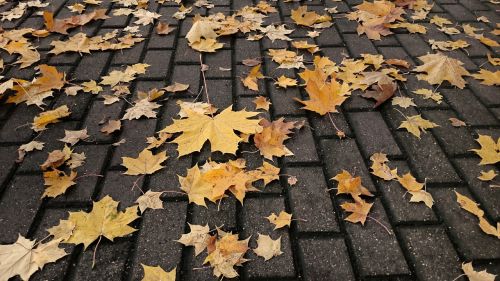 autumn pavement fallen leaves