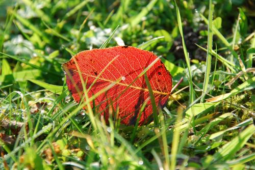 autumn leaf red