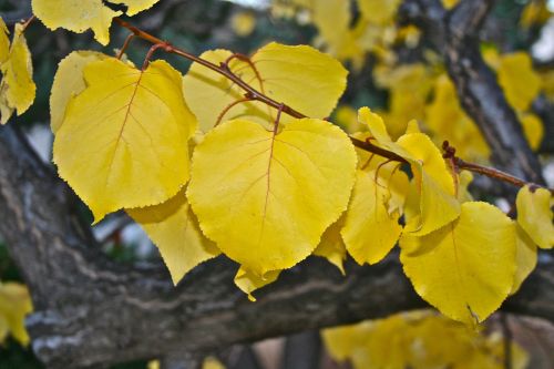 autumn yellow leaves