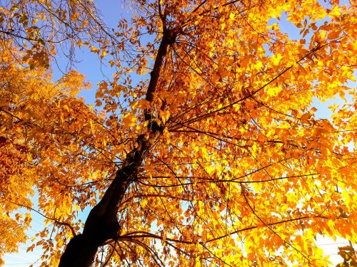 autumn tree leaves