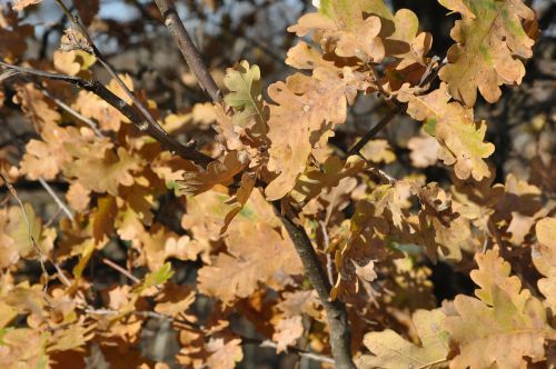 autumn foliage the sun