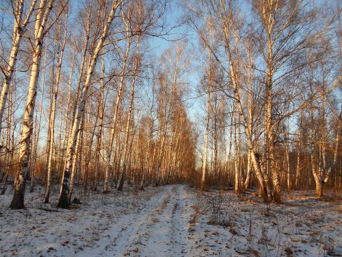 autumn trees forest