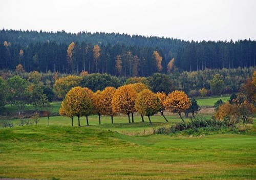 autumn autumn colors tree