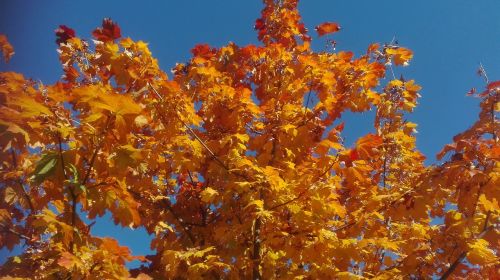 autumn tree leaves