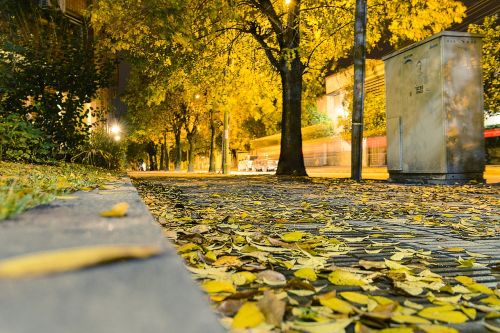 autumn leaves yellow