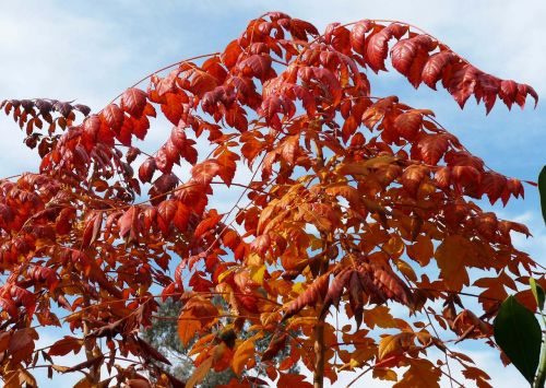 autumn leaves sky