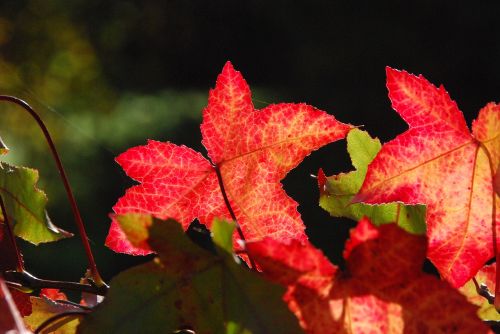 autumn colorful bright