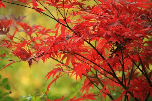 autumn fall foliage leaves