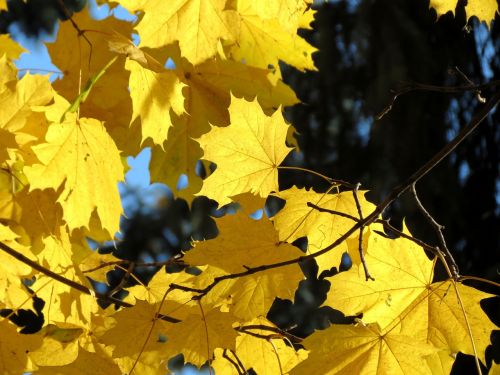 autumn yellow leaves autumn leaf