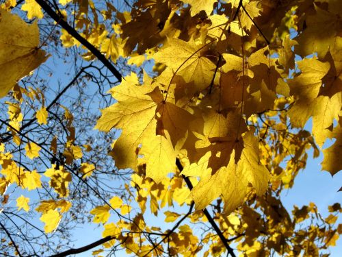 autumn yellow leaves autumn leaf