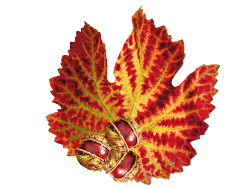autumn autumn leaf chestnut