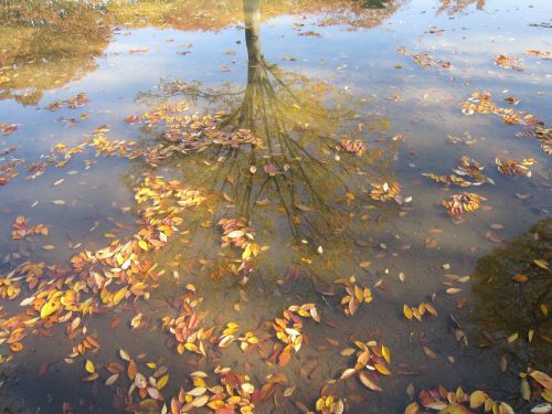 autumn leaves floating