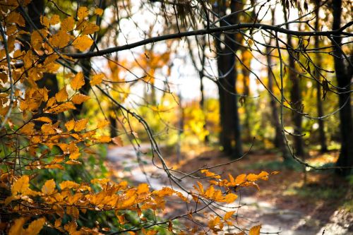 autumn woods colours
