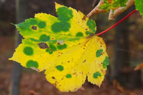 autumn fall foliage golden autumn