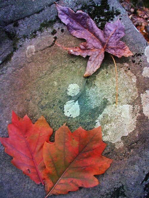 autumn leaves stone