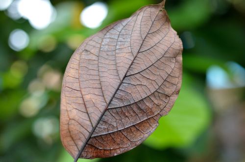 autumn dry leaf