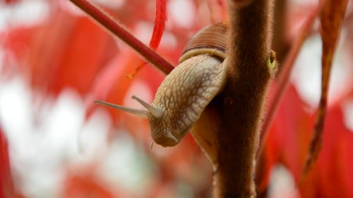 autumn creepy snail