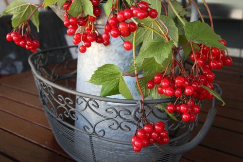 autumn viburnum amerinkanheisi