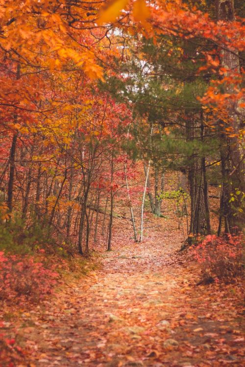 autumn fall trees