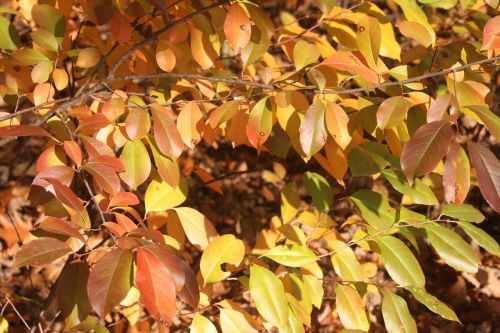 autumn leaves shiny