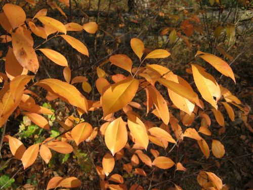 autumn leaves shiny