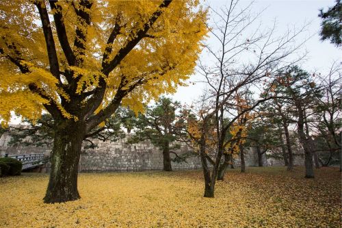 autumn fall trees