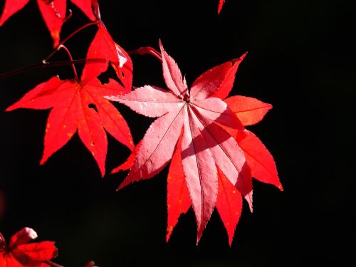 autumn autumn leaves nature