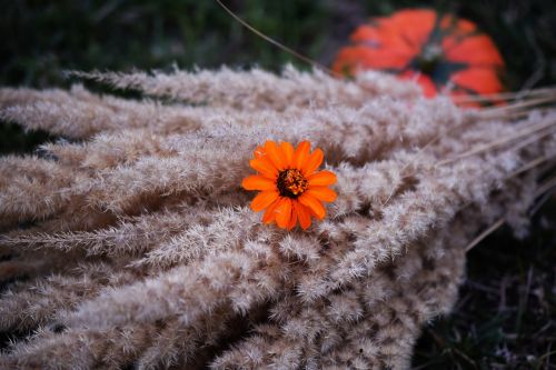 autumn flower orange