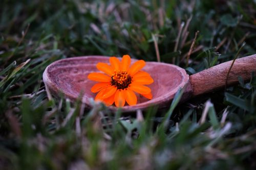 autumn flower grass