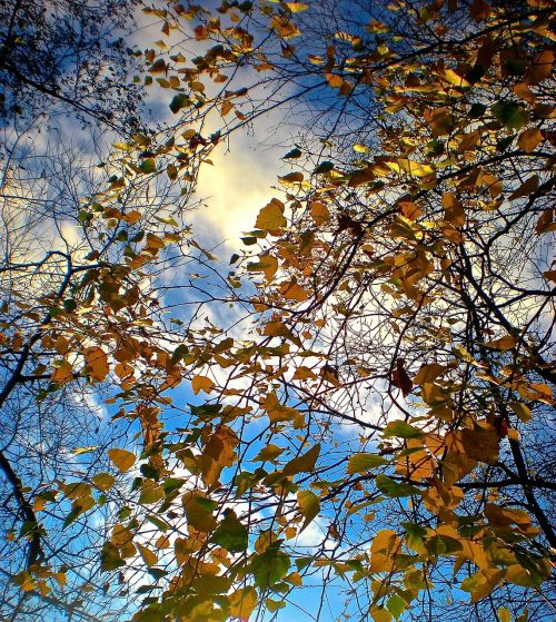 autumn tree leaf blue skies