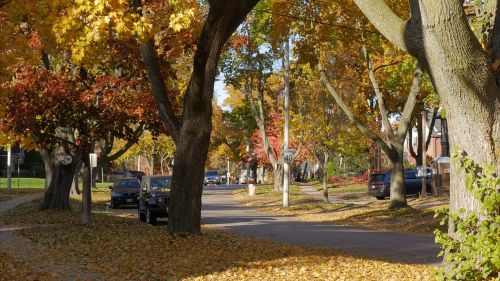 autumn trees nature