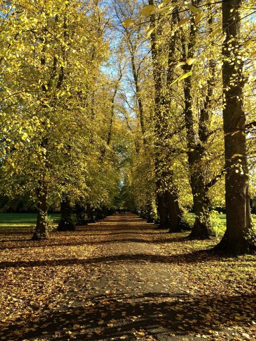 autumn trees woods